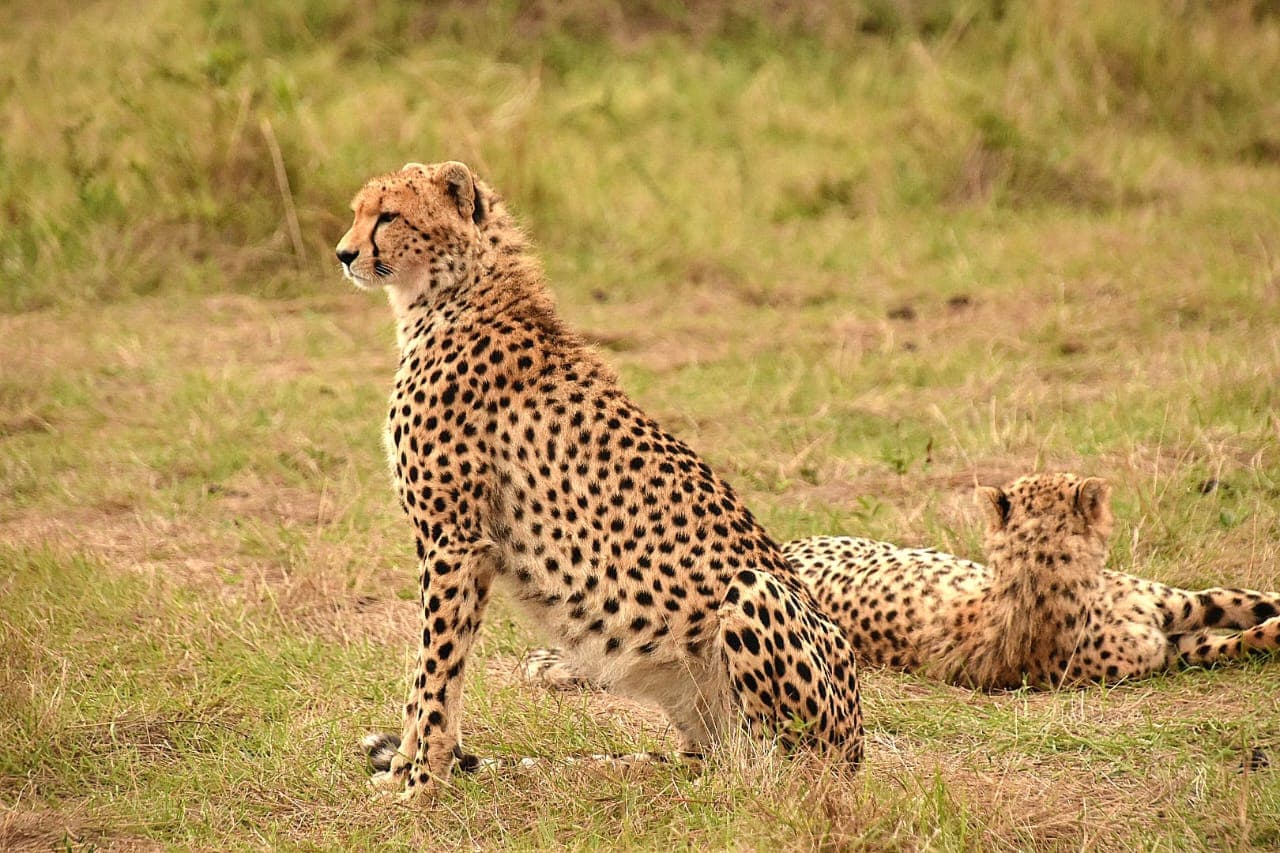5-Day Kenya Adventure from Elephants to Big Five Awaits