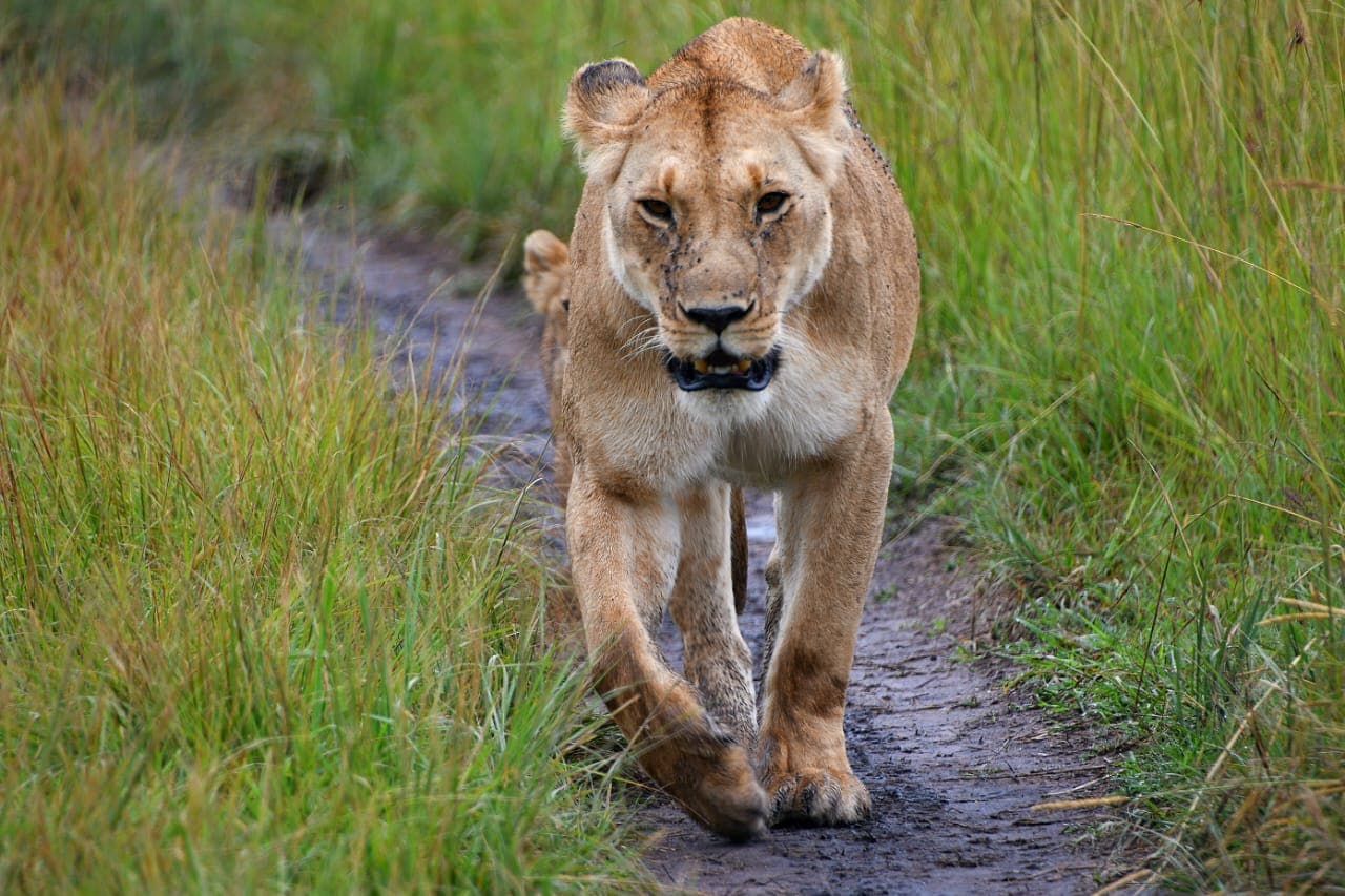 7-Day Magical Safari Experience