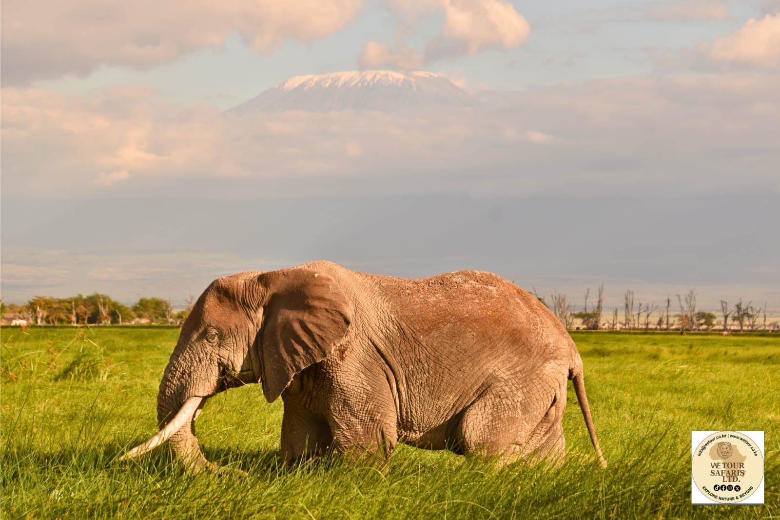 Elephant grazing below Mount Kilimanjaro, Amboseli