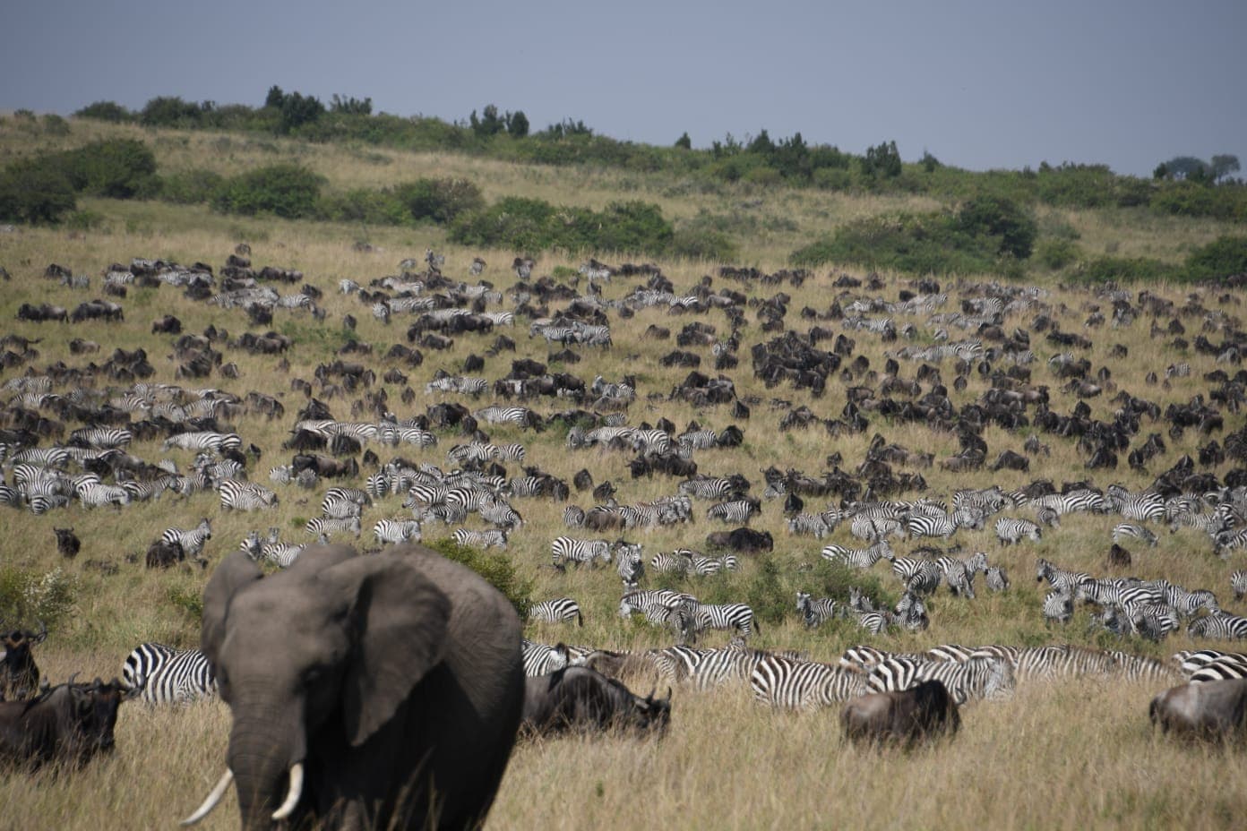 Elephant walking among massed wildebeest and zebra during the Great Migration