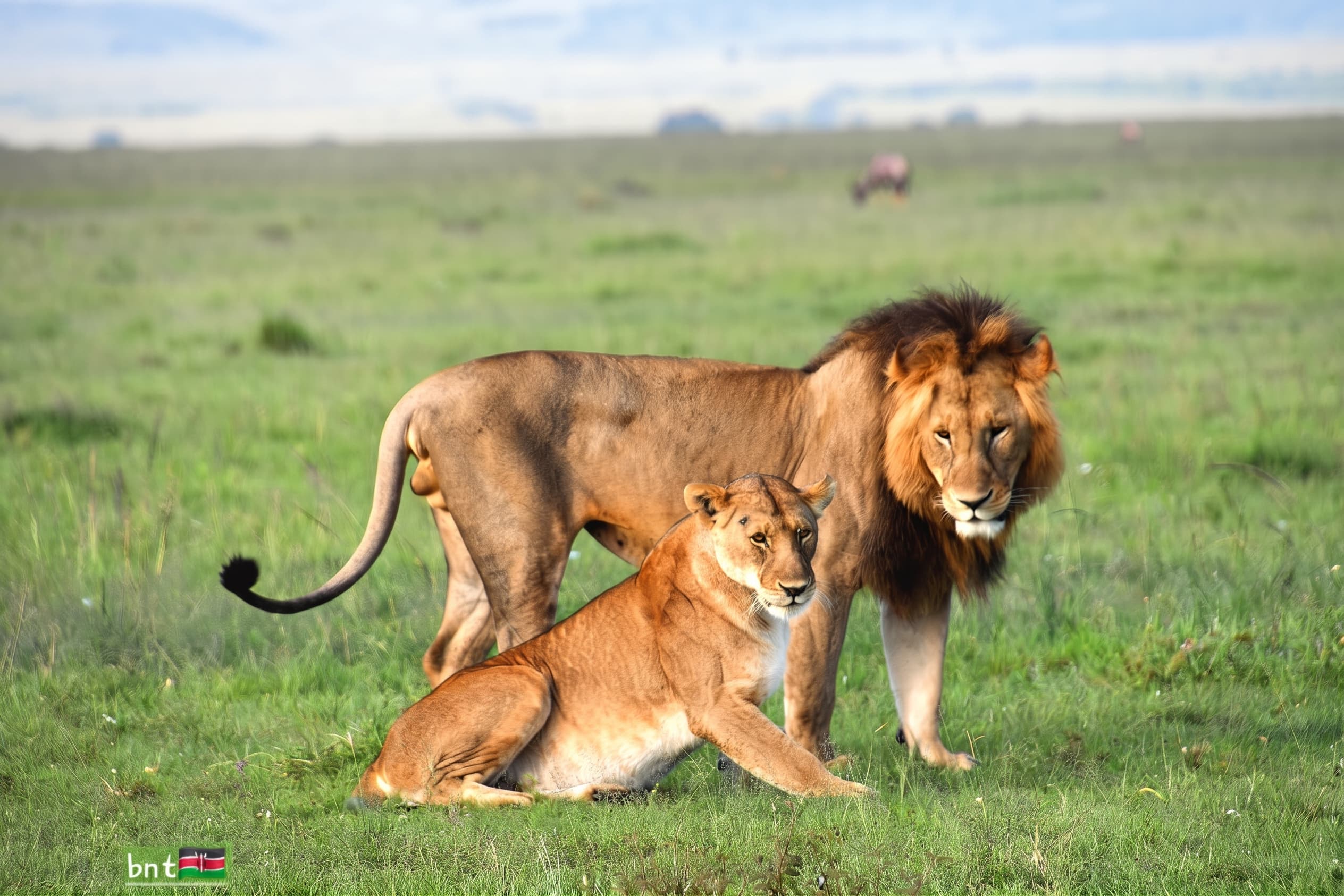 Lion and lioness in the Maasai Mara